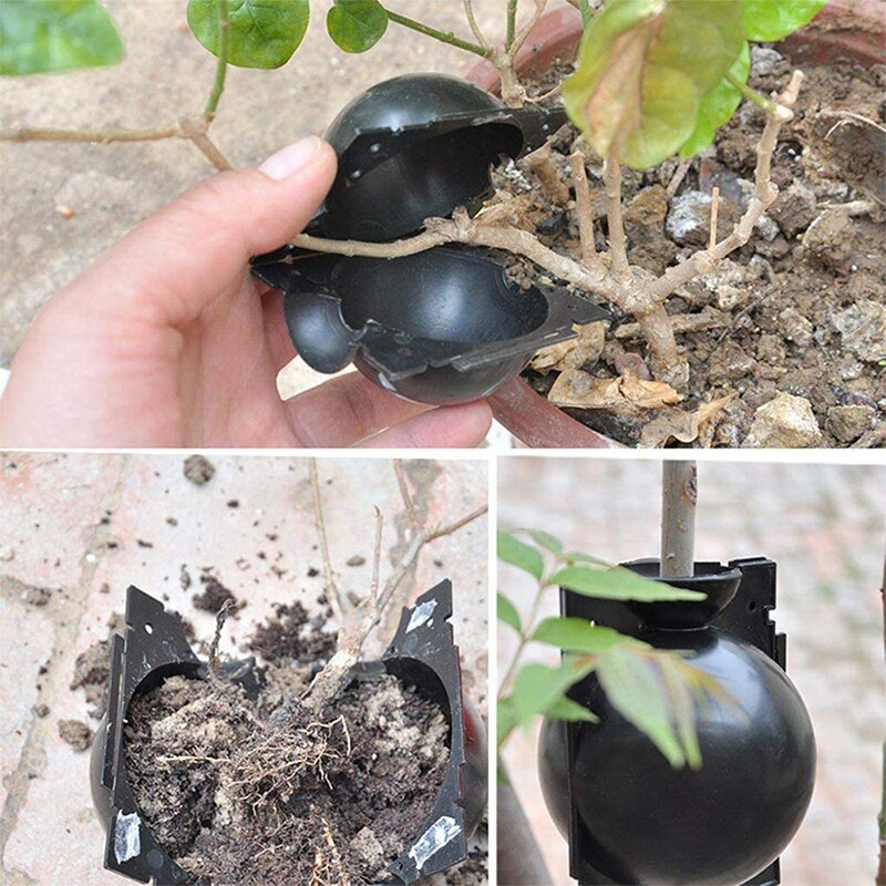 Bola de Alporquia e Enxertia para Plantas